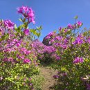 초암산 | 전남 보성 초암산 철쭉군락지 등산코스 5월 철쭉산행 주차장