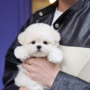 디디펫 수원강아지분양 | 세상에서 가장 예쁘고 건강한 미니비숑 테디비숑은 역시 수원 광교 디디펫에서!