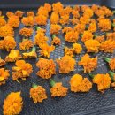 떡엔꽃차 | 눈 건강에 최고! 눈부신 주황빛 힐링, 메리골드 꽃차 만들기 🌼 (feat. 나주시 치유 꽃차 전문가 양성 교육)