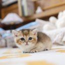 미니펫 강아지분양 고양이분양 강남점 이미지