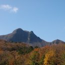 나리 신령수 이미지