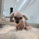 정샘 동물병원 이미지