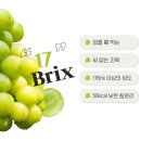 한국농자재 | 와디즈펀딩 / 추석전배송&amp;안심리콜제ㅣ대한민국최고농업기술명인 [박용하 샤인머스켓]