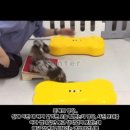 메리펫 애견유치원 이미지