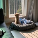 연경동물약국 | [공지] 넥스트라 스펙트라 구매후기 (펫버킷 우회주소 / 5%할인 코드 / 17%가격조정방법)