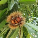 공주농장 이미지