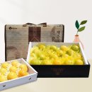 제주도에서 바로 보내주는 직송 고당도 하우스 황금향 오픈! 이미지