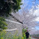 서홍로 | 서홍동 웃물교 벚꽃 실시간 개화 상황, 변시지 그림정원 주차 및 산책 코스