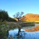 마을 보호수 | 홍성 태화애드 / 서산시 보호수 안내판 교체 후기