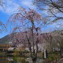 창녕 연지의 수양 벚꽃 (垂-드리울 (수) 楊-버들 (양) 이미지