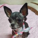 애니원애견미용 이미지