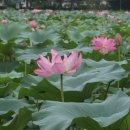 진주 강주연못의 연꽃 이미지