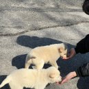 성희만두 이미지