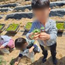 구즉초등학교(병설) | 용산초·구즉초 병설유치원 체험 후기｜나물캐기·튤립 분갈이 꽃여울농장