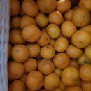 자연 팜 이미지