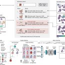 세포지도 Cell atlas 이미지