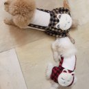 도그맘애견 이미지