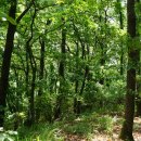 모악(322m)무학산(443m)황점산(290m)깃대봉[1](234m경주409)대박산(255m)깃대봉[2](282경주306)/경북영천 이미지