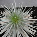 월드플라워 이미지