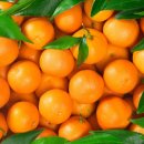 아로마 시트러스(감귤) 계열(Citrus) 향기 이미지