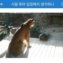 퓨마 이미지