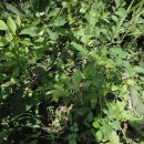 고모루마을 이미지