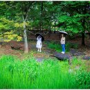 24.5.5 일 전주(이팝나무, 수목원, 칠봉꽃동산, 한옥마을) 이미지