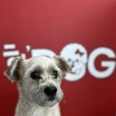 핫!Dog 이미지