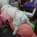 신탄진 동물병원 이미지