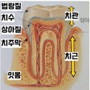 ﻿Tooth Anatomy(치아 해부도) 이미지