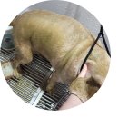 지나펫살롱 이미지