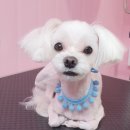 몽실몽실호두