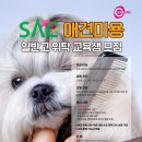 SAC 2024 애견미용 일반고 위탁교육 접수 모집 중! 이미지