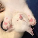 젤리핑크 이미지