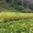 가평전원별장펜션 이미지