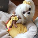 코튼독 | 코튼독 하와이안 베어