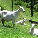 산양축산 이미지