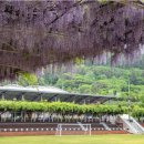 등나무운동장 이미지