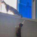 언니도그 이미지