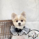 가람애견전문미용실 | 운정애견미용 광고 없는 100% 내돈내산 후기 많은 곳 댕그랑댕