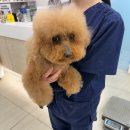 연기동물병원 | 서둘이 건강검진 상담 ① 피검사 결과 / 당일입원 :: 베리굿동물병원