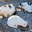 한국사료주식회사 이미지