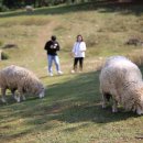 우리들목장 이미지