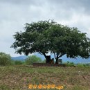 황산공원(황산B) Daum카페
