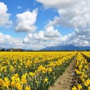 꽃이 피고 비가 내리면 이미지