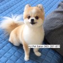 아지펫살롱 이미지