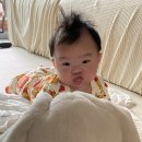 코끼리셀프 이미지