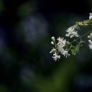 장모사랑 이미지