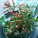 커피꽃향기 이미지