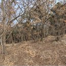 안사1(영덕)